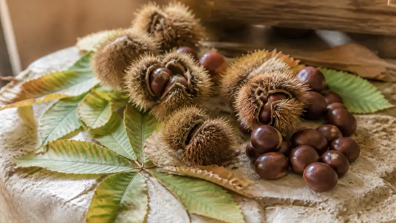 Châtaignes brunes et luisantes sorties de leur bogue épineuse, posées sur des feuilles d’automne