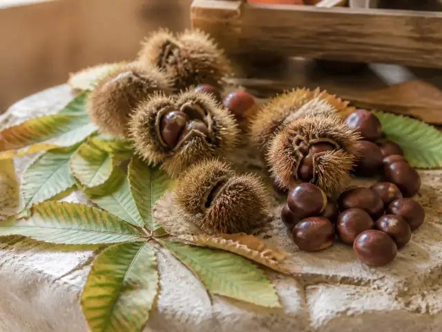 Châtaignes brunes et luisantes sorties de leur bogue épineuse, posées sur des feuilles d’automne