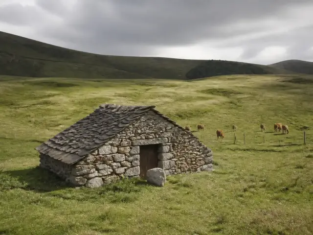 Une estive verte au relief volcanique, un buron de pierre et quelques vaches au loin